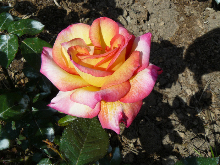 P1540546 - TRANDAFIRI