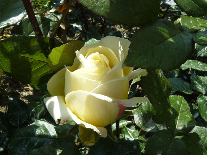 P1540547 - TRANDAFIRI