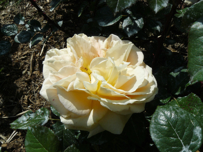 P1540548 - TRANDAFIRI