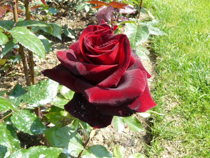 P1540554 - TRANDAFIRI