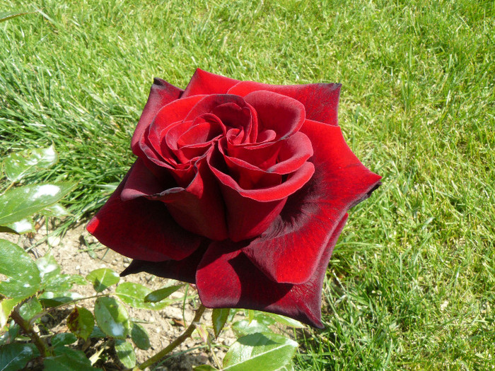 P1540555 - TRANDAFIRI