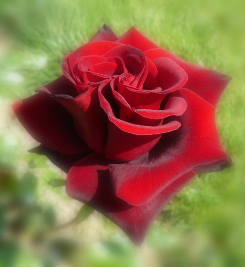 P1540556 - TRANDAFIRI