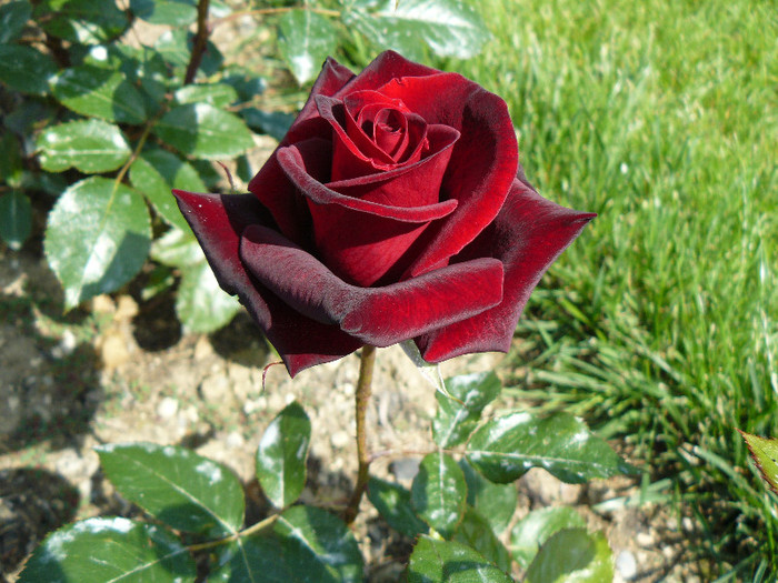 P1540557 - TRANDAFIRI