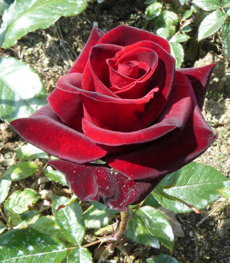 P1540558 - TRANDAFIRI