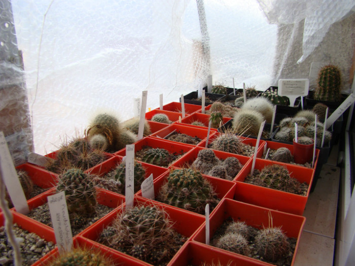 DSC09752 - Cactusi 2012