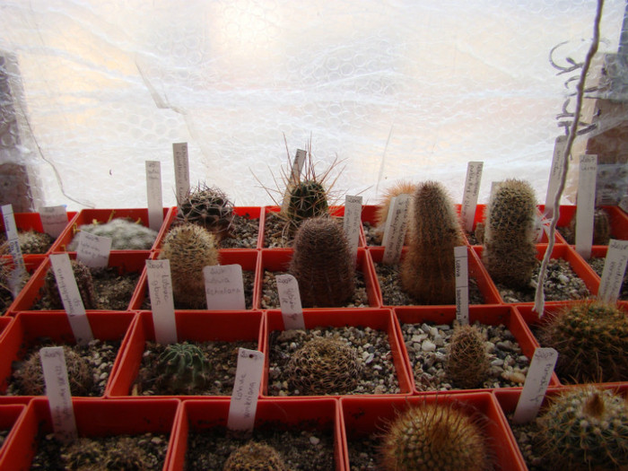 DSC09753 - Cactusi 2012