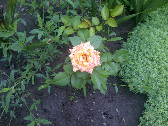 trandafir - flori de gradina 2012