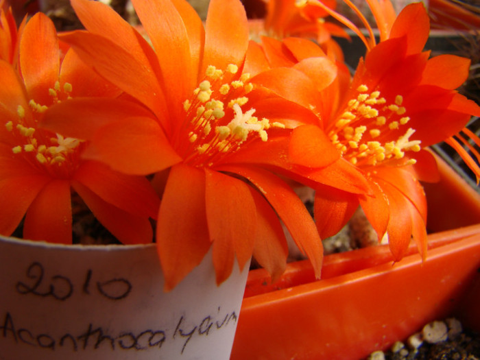 Rebutia sp