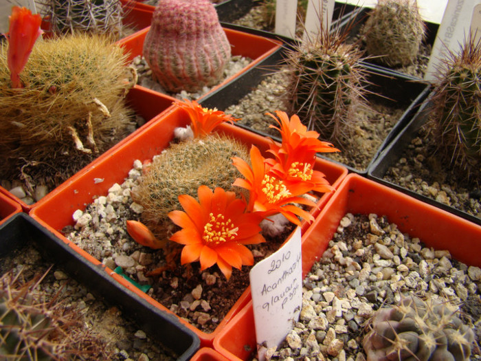 Rebutia sp - Rebutia - Aylostera - Sulcorebutia