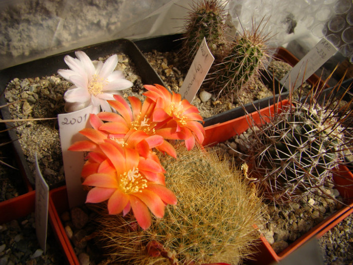 Rebutia sp - Rebutia - Aylostera - Sulcorebutia