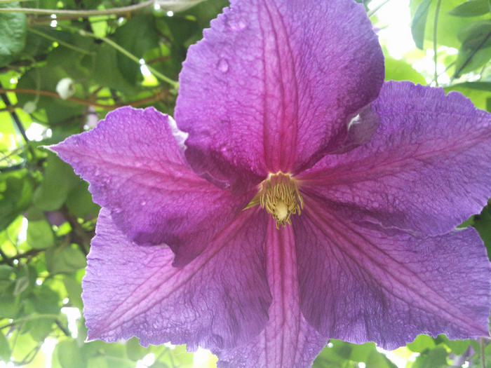 Photo018_001 - CLEMATITE