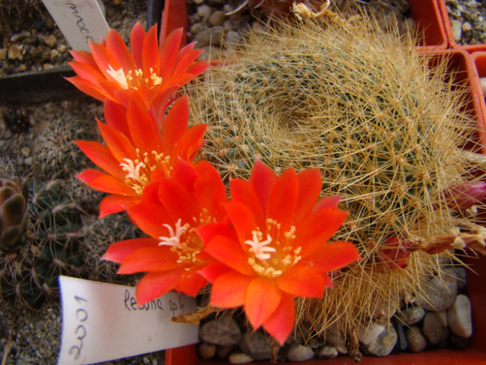 Rebutia sp - Rebutia - Aylostera - Sulcorebutia