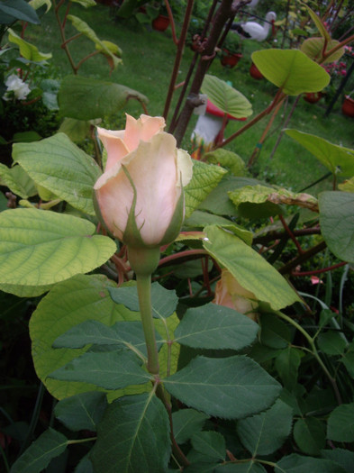 IMGP2689 - trandafiri