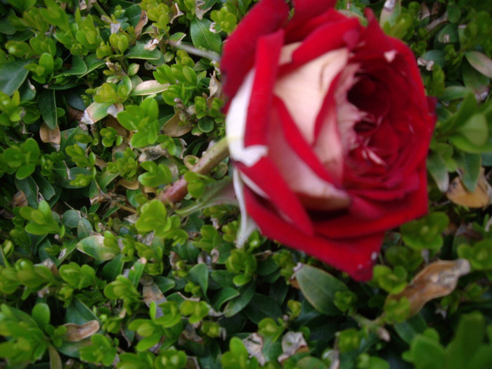 IMGP2693 - trandafiri