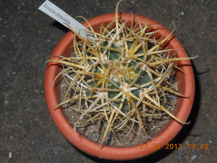 Picture 003 - Ceva cactusi