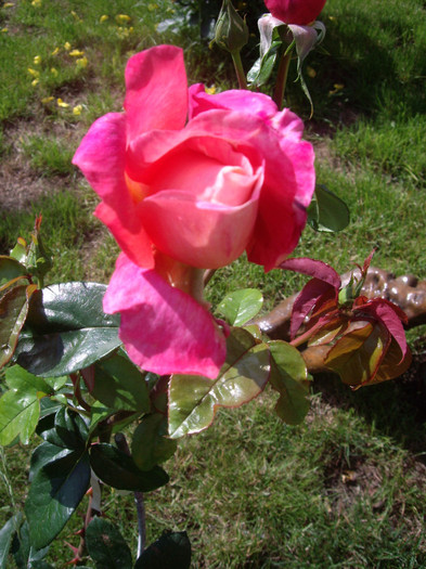 IMGP2698 - trandafiri