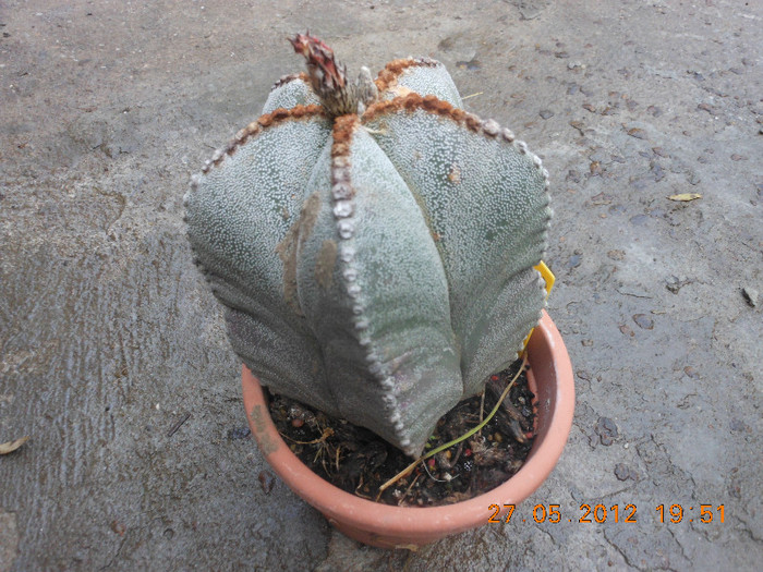 Picture 006 - Ceva cactusi
