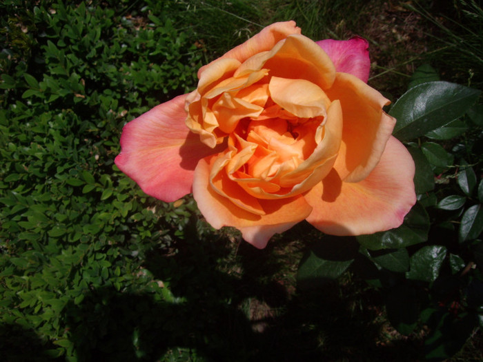 IMGP2701 - trandafiri