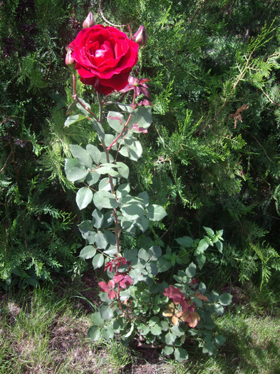 IMGP2702 - trandafiri