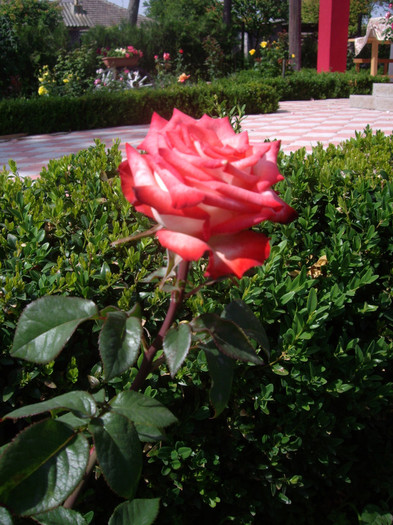 IMGP2707 - trandafiri