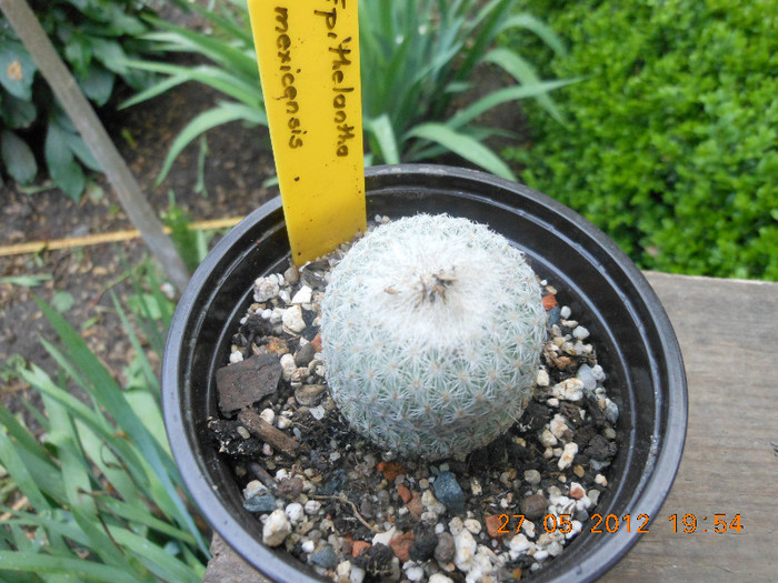 Picture 012 - Ceva cactusi