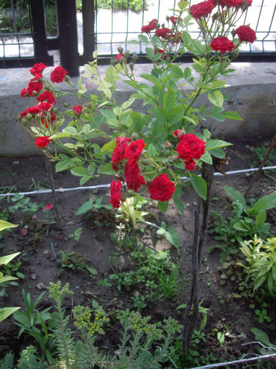 IMGP2708 - trandafiri