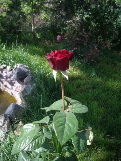 IMGP2713 - trandafiri