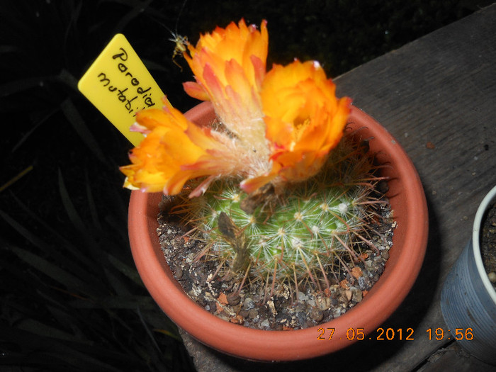 Picture 017 - Ceva cactusi