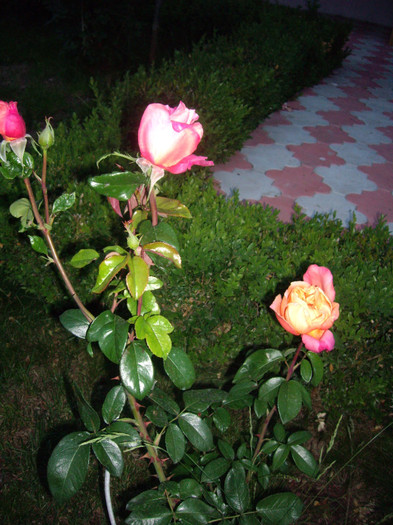 IMGP2719 - trandafiri