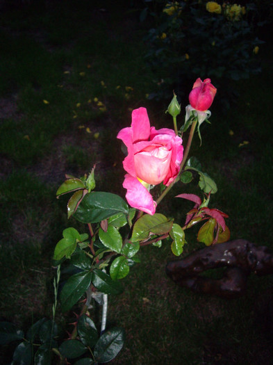 IMGP2721 - trandafiri