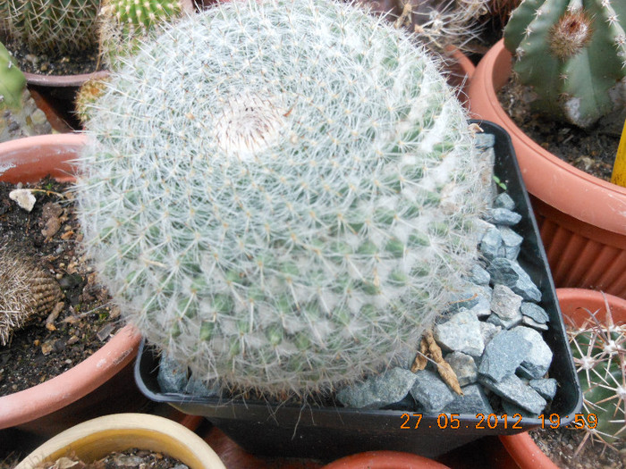 Picture 022 - Ceva cactusi