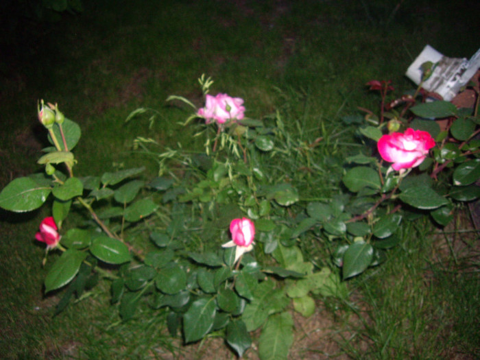 IMGP2722 - trandafiri