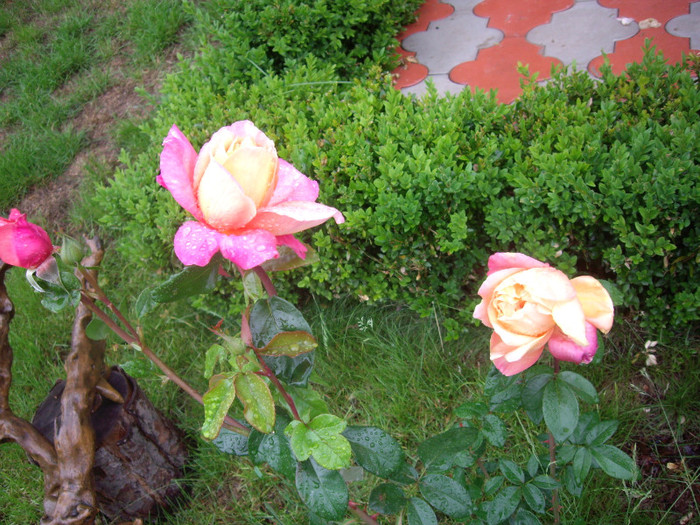 IMGP2726 - trandafiri