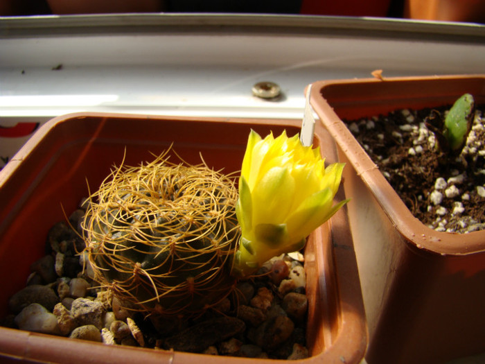 Sulcorebutia xanthoantha - Rebutia - Aylostera - Sulcorebutia