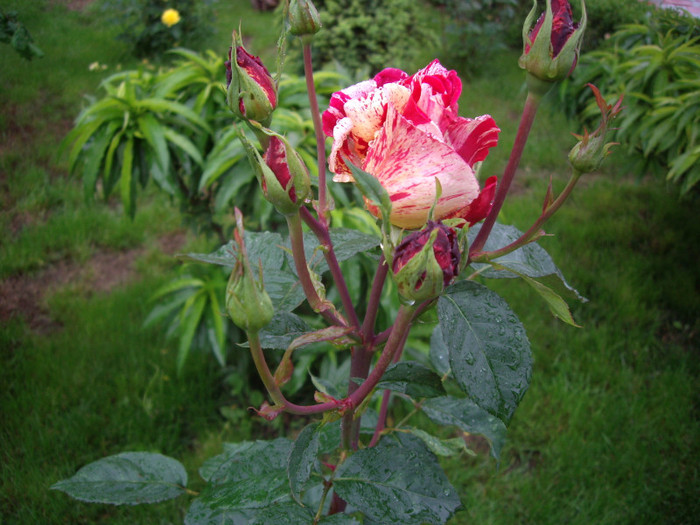 panasat bulgari - trandafiri