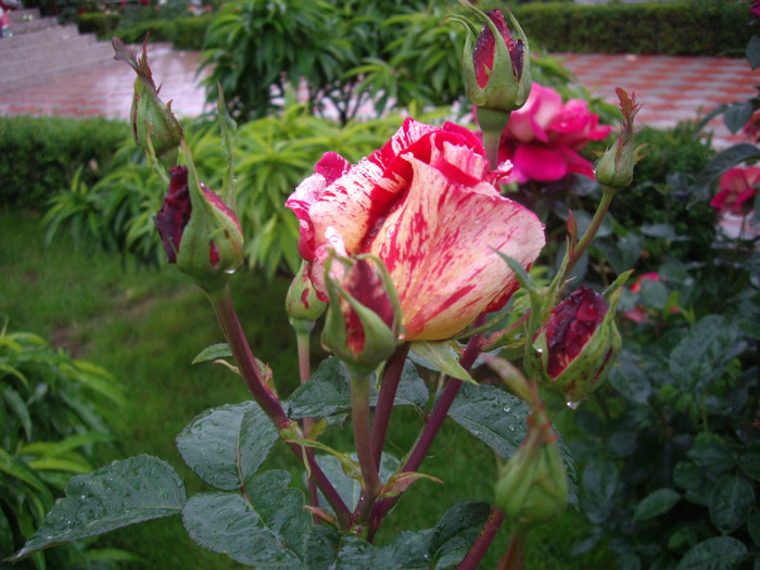 IMGP2732 - trandafiri