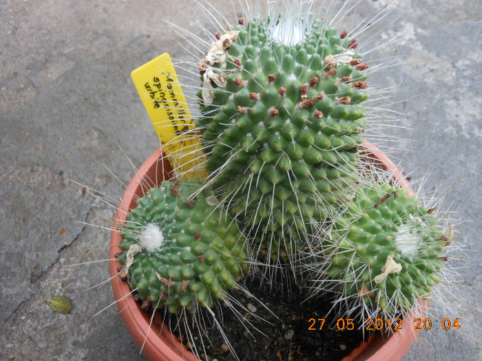 Picture 031 - Ceva cactusi
