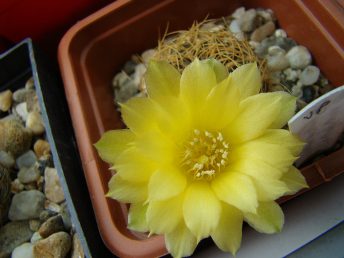 Sulcorebutia xanthoantha