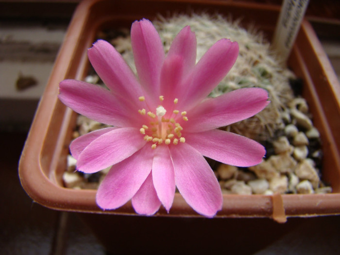 Rebutia senilis v liliacinorosea DH 398 Sa Medina - Rebutia - Aylostera - Sulcorebutia