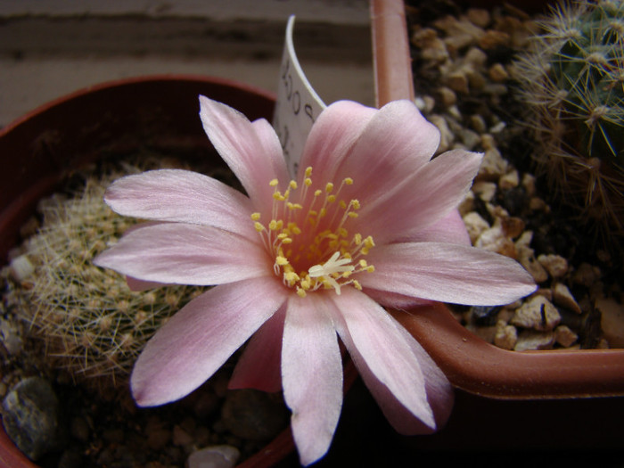 Rebutia kariusiana