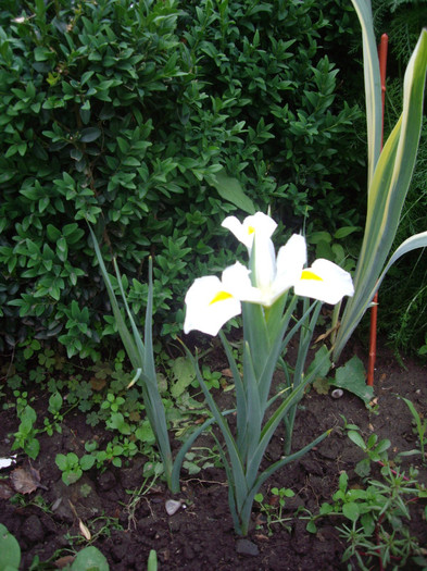 IMGP2645 - Flori 2012