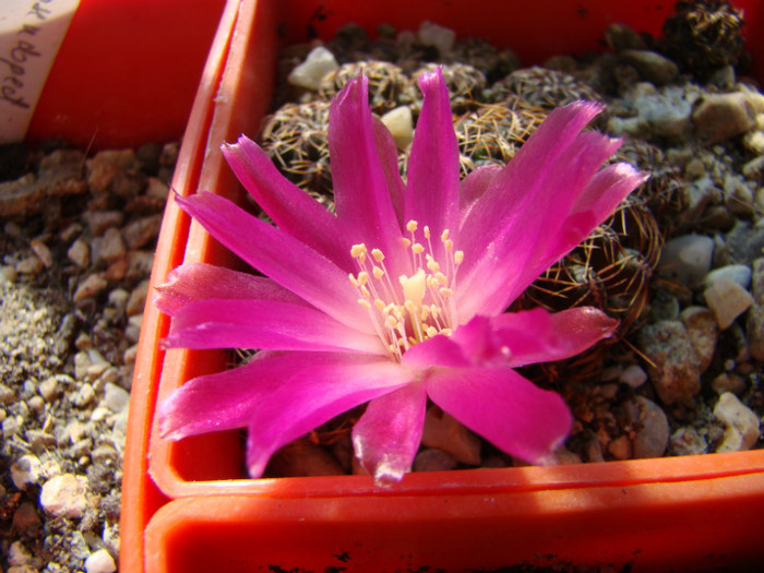 Sulcorebutia verticillacantha - Rebutia - Aylostera - Sulcorebutia