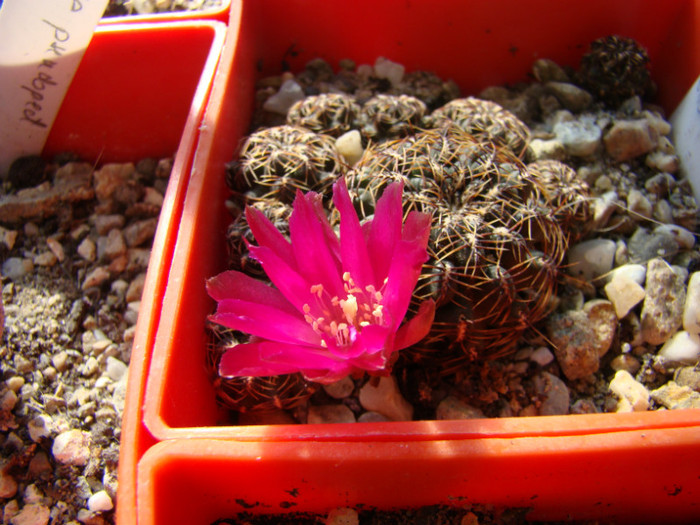 Sulcorebutia verticillacantha - Rebutia - Aylostera - Sulcorebutia