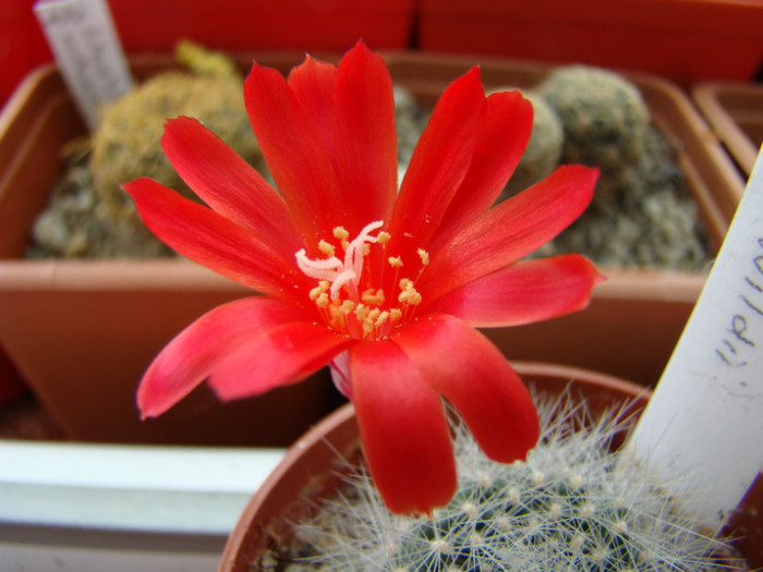 Rebutia sp - Rebutia - Aylostera - Sulcorebutia