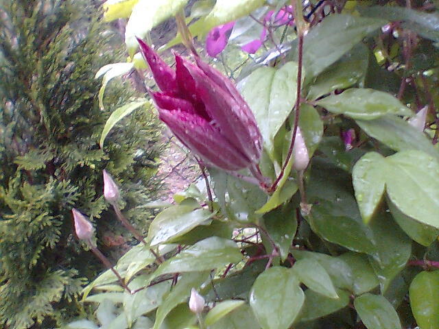 clematita