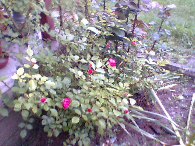 trandafir roz catarator