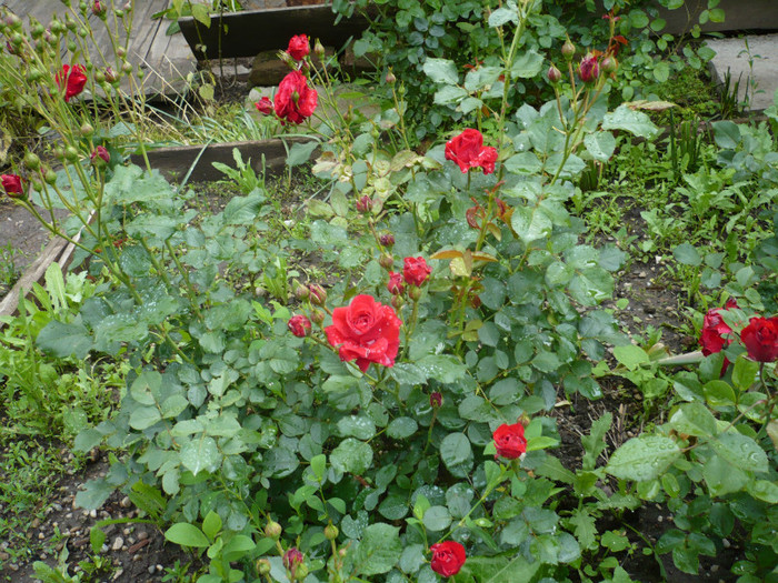 P1010878 - 2012 infloresc trandafirii