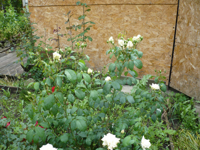 P1010877 - 2012 infloresc trandafirii