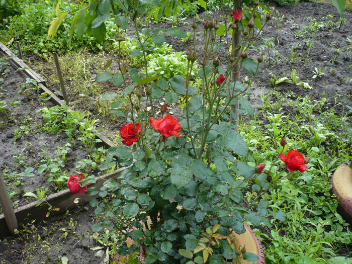 P1010880 - 2012 infloresc trandafirii