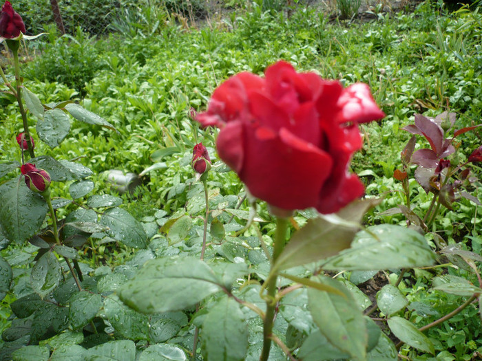 P1010886 - 2012 infloresc trandafirii